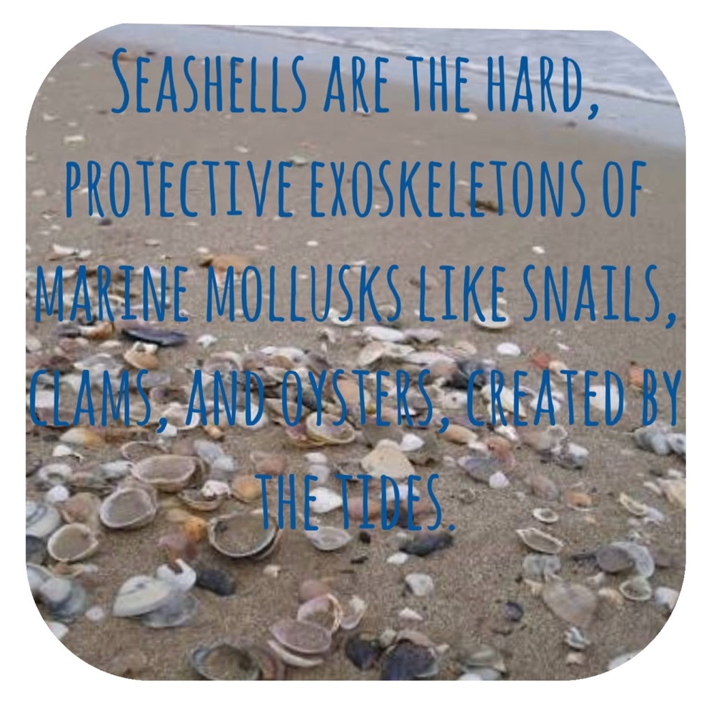 Driftwood Art, Seashell Jeweled Seahorses, Jeweled Seahorses Art, Coastal Art - Picture 7 of 8